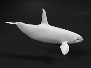 Killer Whale 1:12 Swimming Male in White Natural Versatile Plastic