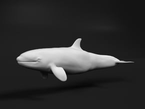 Killer Whale 1:25 Calf 1 in White Natural Versatile Plastic