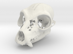 Lemur Skull in White Natural Versatile Plastic