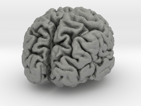 Brain replica half scale from MRI scan in Gray PA12