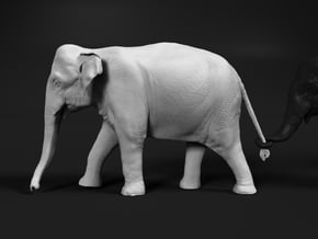 Indian Elephant 1:20 Female walking in a line 1 in White Natural Versatile Plastic