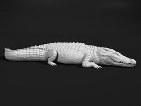 Nile Crocodile 1:12 Sunbathing in White Natural Versatile Plastic