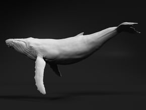 Humpback Whale 1:72 Swimming Male in White Natural Versatile Plastic
