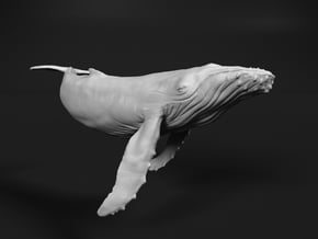 Humpback Whale 1:20 Swimming Calf in White Natural Versatile Plastic