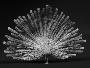 Indian Peafowl 1:6 Displaying Peacock in White Natural Versatile Plastic