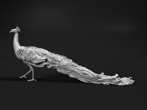 Indian Peafowl 1:20 Walking Peacock in White Natural Versatile Plastic
