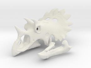 Regaliceratops Skull in White Natural Versatile Plastic: 1:12