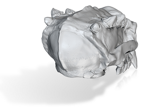 Troll skull in Tan Fine Detail Plastic