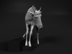 Blue Wildebeest 1:12 Juvenile descends from slope in White Natural Versatile Plastic