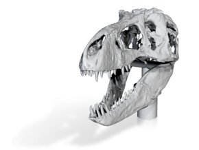 Finial Plug - T Rex skull in White Natural Versatile Plastic