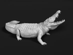Nile Crocodile 1:25 Lifted head with mouth open in White Natural Versatile Plastic