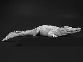 Nile Crocodile 1:25 Smaller one on river bank in White Natural Versatile Plastic