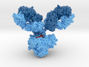 Antibody 1IGY in Glossy Full Color Sandstone: Medium