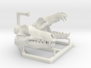 Andrewsarchus Skull Display 1:20 Scale in White Natural Versatile Plastic