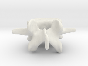 4th Lumbar Vertebra in White Natural Versatile Plastic