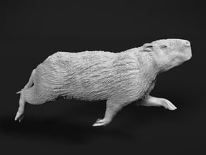 Capybara 1:20 Swimming Male in White Natural Versatile Plastic