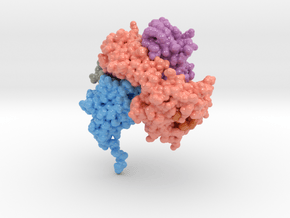 CD8 Alpha Beta/H-2Dd Complex 3DMM in Glossy Full Color Sandstone: Medium