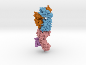 T-cell Receptor in Complex with HLA-A1 5BRZ in Matte High Definition Full Color: Medium