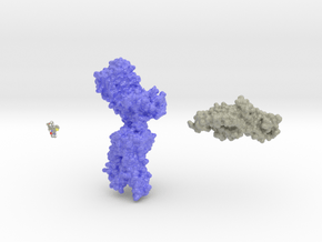 Luteinizing Hormone Receptor Collection in Glossy Full Color Sandstone