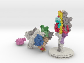 SARS-CoV2 Spike Glycoprotein ACE2 6VXX-6M17 MOA in Matte High Definition Full Color: Extra Small