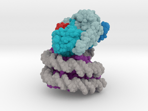 Nucleosome 6UH5 vA4 in Matte High Definition Full Color: Extra Small