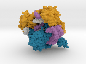 CRISPR-Cas12f1 7C7L in Matte High Definition Full Color: Small