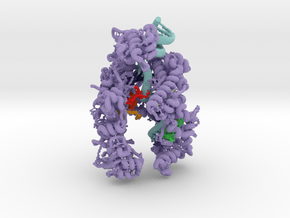 CRISPR-Cpf1 5XUS in Matte High Definition Full Color: Extra Large