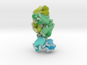 Human Antibody Fab Targeting fHbp (Ribbon) in Matte High Definition Full Color: Extra Small