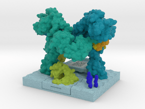 Insulin Receptor in Complex with Insulin (MOA) in Matte High Definition Full Color: Extra Small
