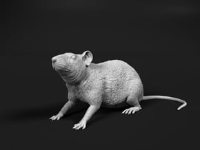 Brown Rat 1:6 Sitting on four legs in White Natural Versatile Plastic