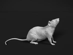 Brown Rat 1:6 Looking up in White Natural Versatile Plastic