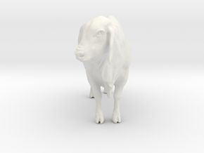 1/64 brahman cow looking right  in White Natural Versatile Plastic