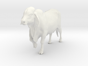 1/64 walking brahman cow  in White Natural Versatile Plastic