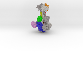 HCMV Glycoprotein B 5c6t in Matte High Definition Full Color: Extra Small