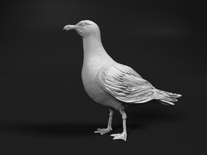 Glaucous Gull 1:9 Standing 1 in White Natural Versatile Plastic