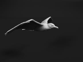 Herring Gull 1:9 Flying 1 in White Natural Versatile Plastic