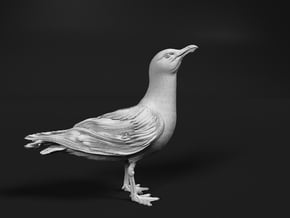 Herring Gull 1:6 Looking up in White Natural Versatile Plastic