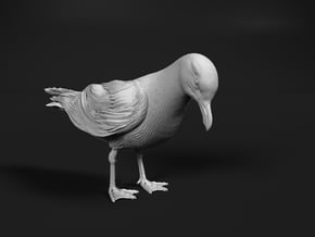 Herring Gull 1:6 Looking down 1 in White Natural Versatile Plastic