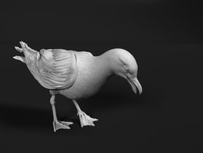 Herring Gull 1:6 Looking down 2 in White Natural Versatile Plastic