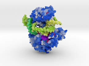 Mus81-Eme1 DNA Complex in Matte High Definition Full Color: Small