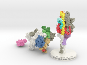 SARS-CoV2 Spike Glycoprotein ACE2 6VXX-6M17 MOA in Smooth Full Color Nylon 12 (MJF): Small