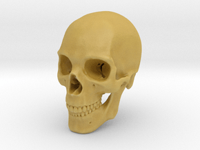 Human Skull 1:6 in Tan Fine Detail Plastic
