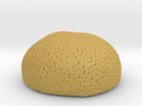 Brain Coral in Tan Fine Detail Plastic
