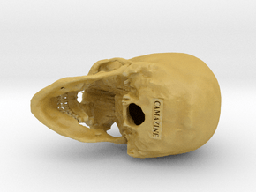 Human skull - 65mm in Tan Fine Detail Plastic