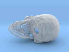 Human skull - 65mm in Clear Ultra Fine Detail Plastic