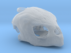 Loggerhead Sea Turtle Skull in Clear Ultra Fine Detail Plastic