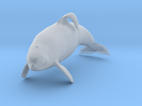 Killer Whale 1:25 Captive male swimming in Clear Ultra Fine Detail Plastic