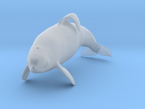 Killer Whale 1:45 Captive male swimming in Clear Ultra Fine Detail Plastic