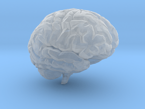 Brain 3D in Clear Ultra Fine Detail Plastic
