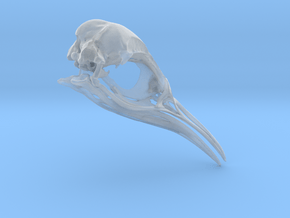 Aptenodytes Adult - Penguin Skull in Clear Ultra Fine Detail Plastic